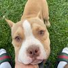 bud_the_bully