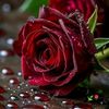 queennice030