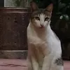umbalakkk