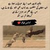 saqib_ali_515