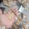 widianto58034