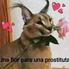 rafaelfernande4774
