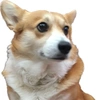 corgi_maru