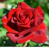 elif.sahan3