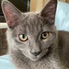 catruleo