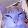 phngdngth246