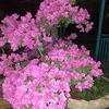 toannguyentoanngu71