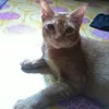 surayasabri312