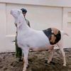 faisal.goat.farm0