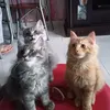 parang_puting