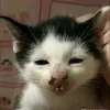 _tranthinh11