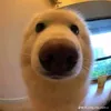 ...ngoccj