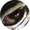 el_overo
