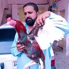 ahmed_aseel_farm