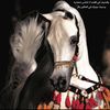 layla11333