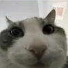 wesleytit