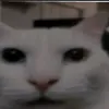 joaopessoadb0tto