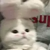 vilaavee