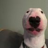 whatthedogdoin782