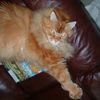 redmainecoon76