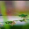 thedeptrai17tpthaibinh