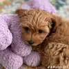 indithecottonpoo