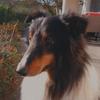 ronja_und_sheltie_timmy