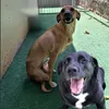 Tia Kika e 2 🐩🐩 paraliticas