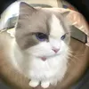 cogai_coctinh11