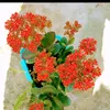 marlene_gms