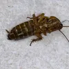 jn_diasz