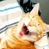 jabbertoshi