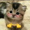 _kitty.uai