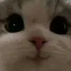 cittygril20