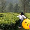 anisusetyo2