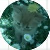 unknown_fool01