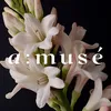 amuse.candles