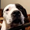 uhaul_da_pitty
