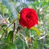 si.nanak78