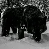 5arb0ski5