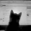 ksesha_911