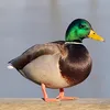duckbuckguck