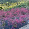 jiahe_guo