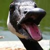 sleepygoosegeese