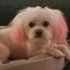 rosie_rose_0708