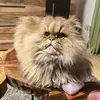 corycat93