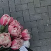 lii6.s_