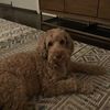 thedrake031222