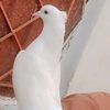 abidhussain3403