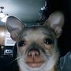 _sht_face